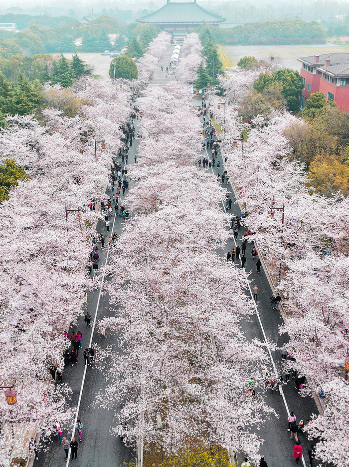 △鉴真路樱花大道