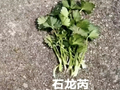 一口下去，直接进了急诊！专家紧急提醒这种“春菜”千万别吃……
