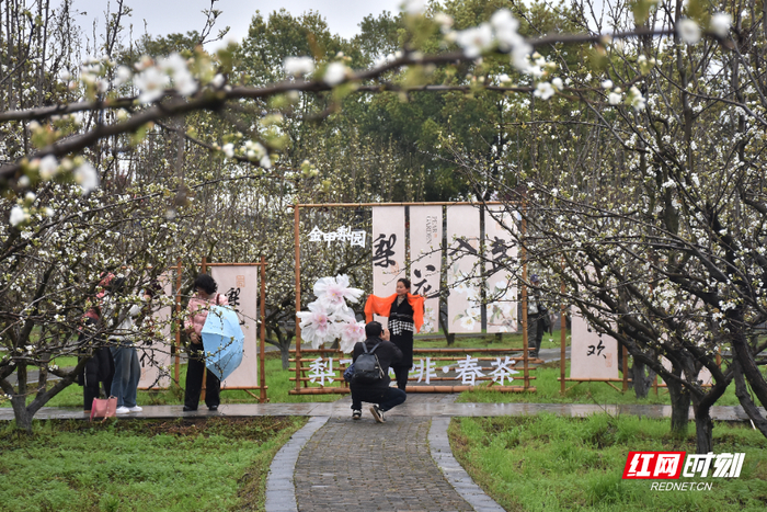 衡阳市珠晖区茶山坳镇迎来一年一度最美盛花期。