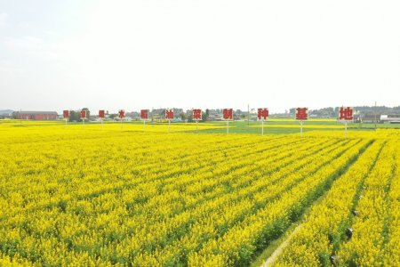 罗江国家级油菜水稻制种基地。伍勇 摄