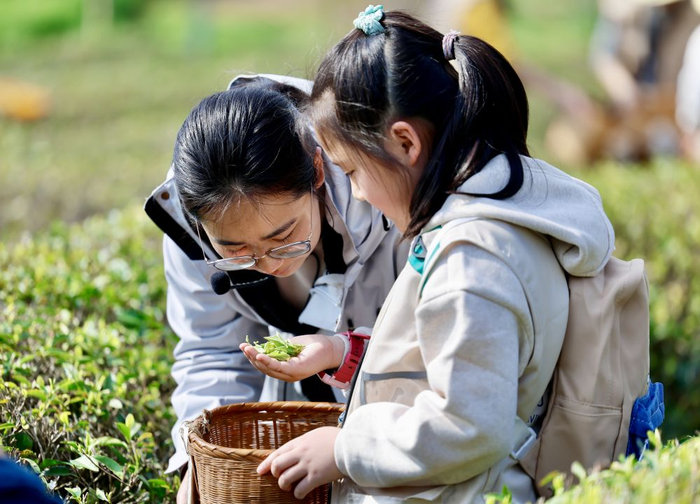 　　4月1日，来自合肥市的学生在黄山市徽州区谢裕大茶博园体验采茶。新华社发（施亚磊 摄）