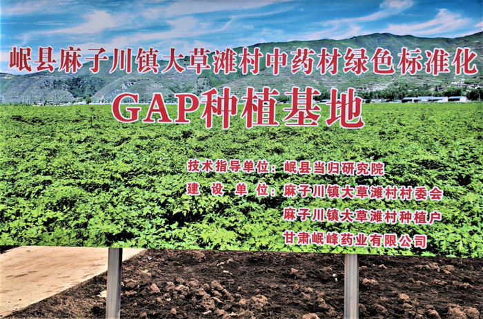 图为位于岷县麻子川镇万亩中药材绿色标准化种植基地
