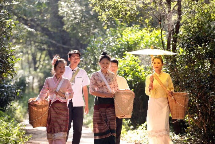 普洱市景迈山古茶林茶农正前往古茶林采茶 陈飞 摄