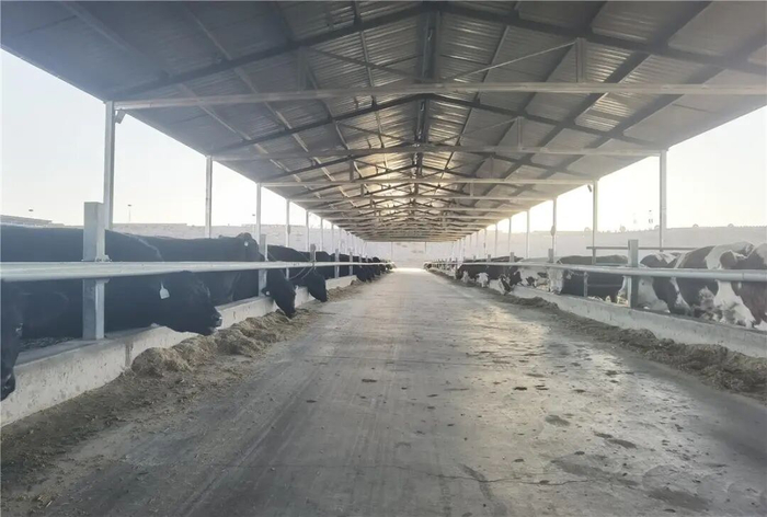 标准化开放式自繁牛舍。