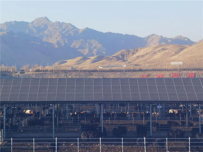 牛棚顶上加装的光伏板。