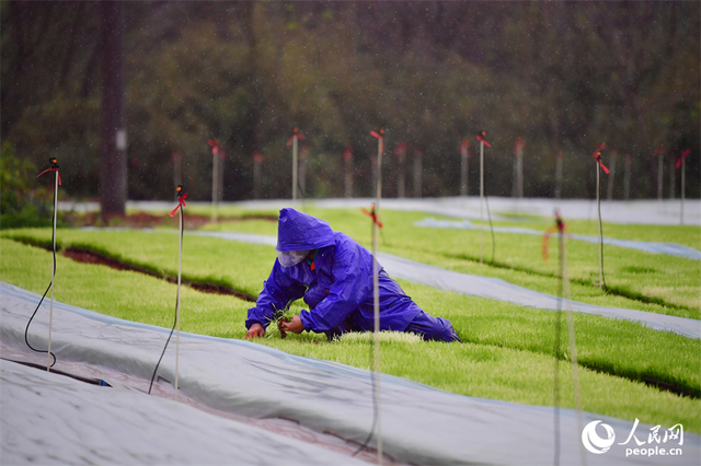 农事服务中心的工作人员在已揭开薄膜的育秧地块管护秧苗。人民网记者 时雨摄