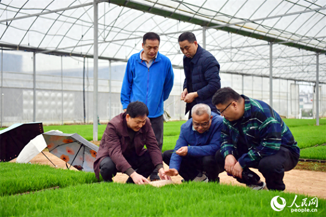 农业专家（中）在育秧大棚内查看苗情，指导管护。人民网记者 时雨摄