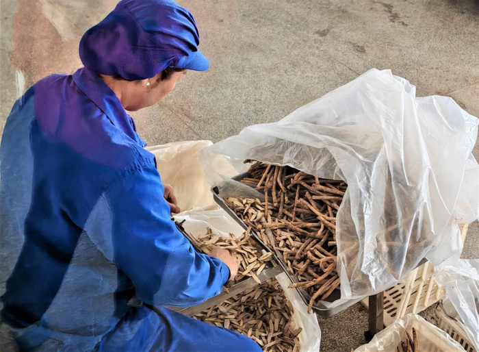 图为顺兴和中药材饮片人工切片过程