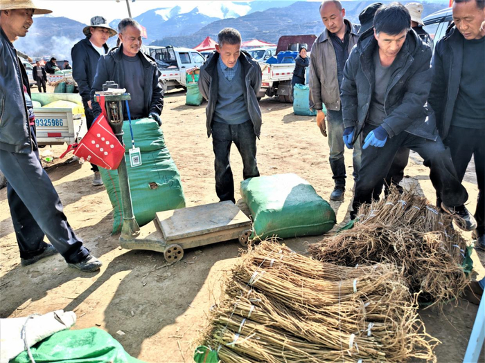 图为岷县梅川镇种苗交易市场药农购买黄芪种苗交易现场