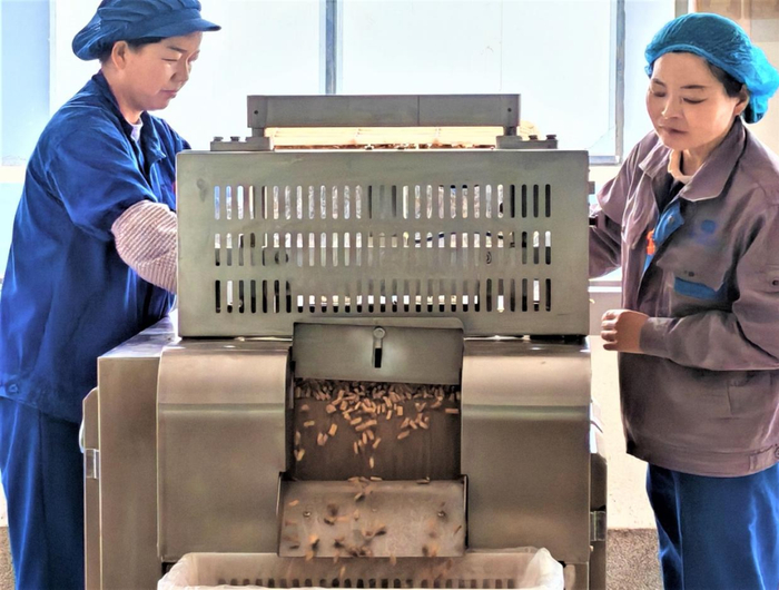 图为顺兴和公司采用机器加工黄芪饮片