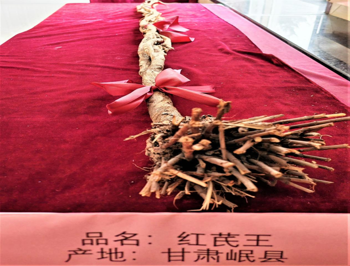 图为岷县道地的野生红芪王