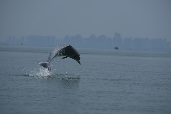 ▲一头白海豚跃出水面，背后是北海城市以及港口 受访者供图