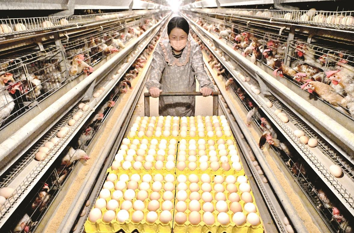         馆陶县柴堡镇东苏堡村一家蛋鸡养殖场内，工作人员在运鸡蛋。          郭江鹏 摄    