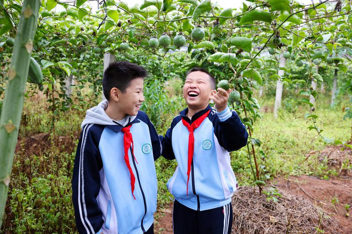邵武市严羽小学学生在和平古镇体验采收百香果。