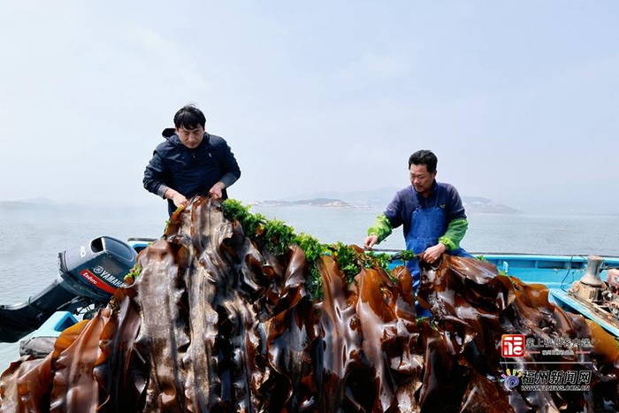 “无边海带”迎来春收时节。连江县融媒体中心供图