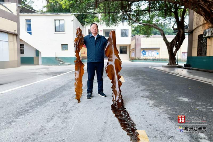 同一海区内养殖的“无边海带”（右）与普通海带（左）相比优势明显。连江县融媒体中心供图