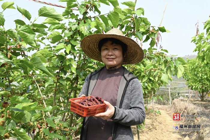 从枝头到舌尖的甜蜜春意。石伟 摄