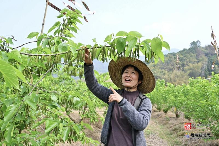 从枝头到舌尖的甜蜜春意。石伟 摄