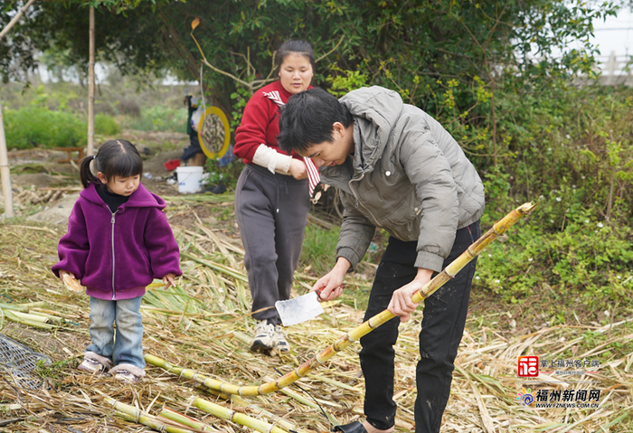 不少市民携亲友前来采收。何晶晶 摄