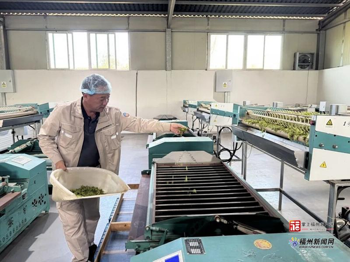 云芳茶业制茶忙。永泰县融媒体中心供图