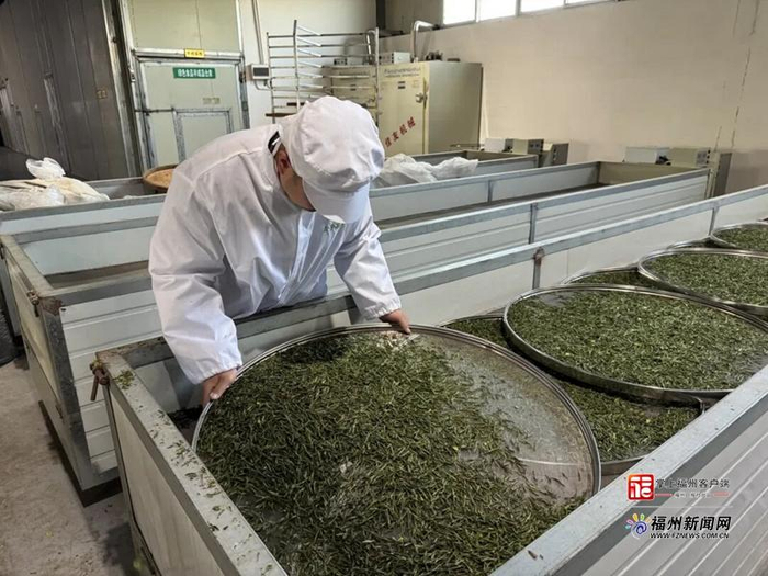 云芳茶业制茶忙。永泰县融媒体中心供图