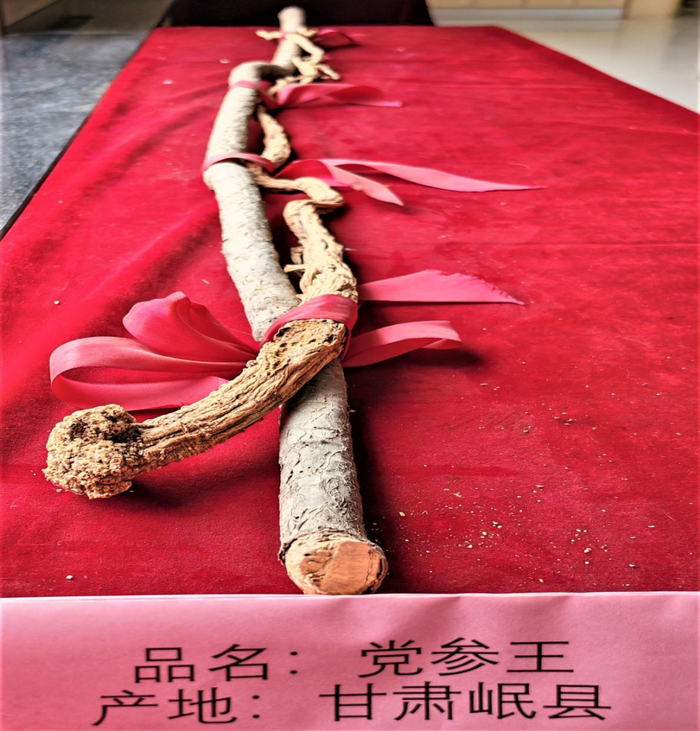 图为岷县道地的野生党参王