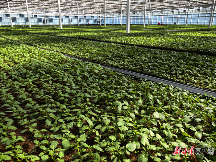 会川试验站的温室里一派生机勃勃的景象。本文图片均由新甘肃·甘肃日报记者 冯宝强 摄