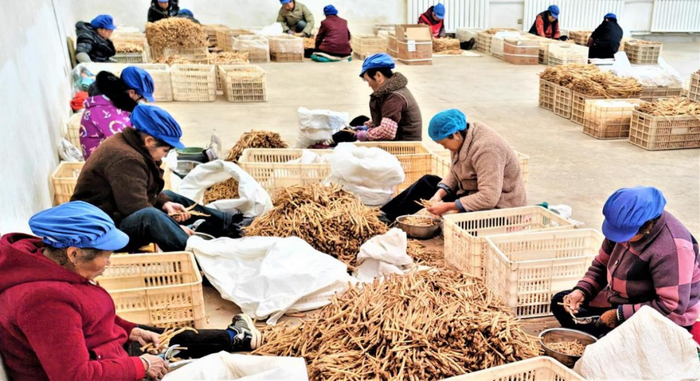 图为顺兴和中药材初加工车间，该车间为当地百余名妇女提供了长期就业机会