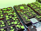 “病小麦”揭开植物“过度免疫”面纱