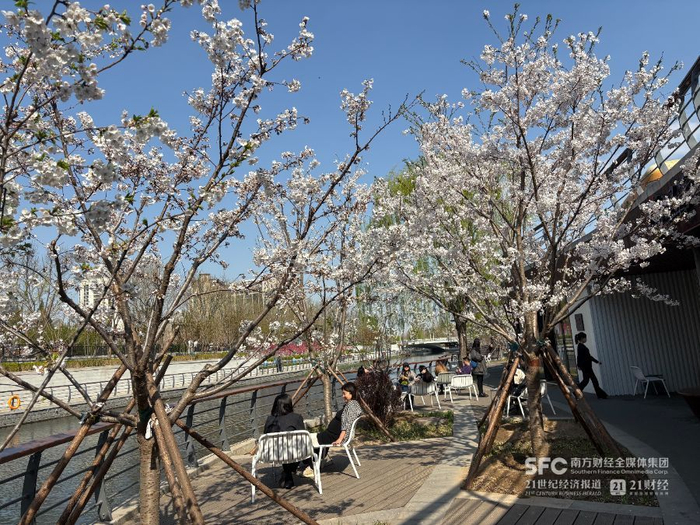 北京亮马河畔的赏花经济  本报记者 周慧/摄