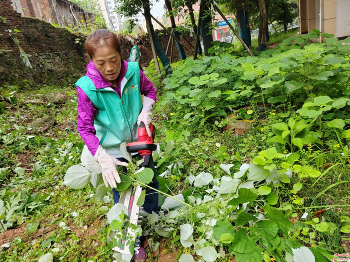 易彦静在清理小区周边杂草。受访者供图