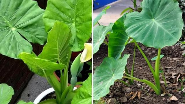 左图为滴水观音 右图为芋头 图片来源 宁波疾控 