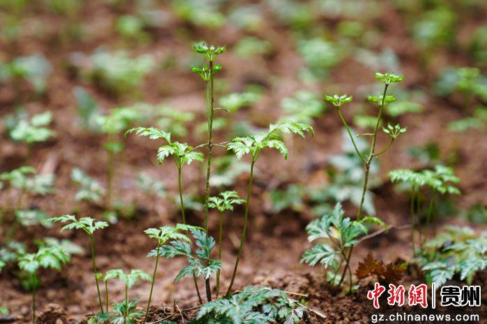 图为林下中药材黄连长势。蹇诗奇摄