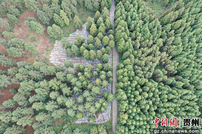 图为航拍务川自治县黄都镇燕龙山林下种植基地。蹇诗奇摄