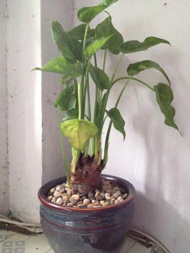 图为滴水观音（又名海芋） 