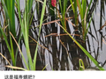 别吃，寄生虫达上千条，近期正大量出现