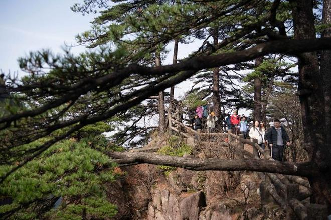 4月4日，游客在安徽省黄山风景区观光游览。清明小长假，人们走出家门，踏青游玩。 新华社记者 张端 摄