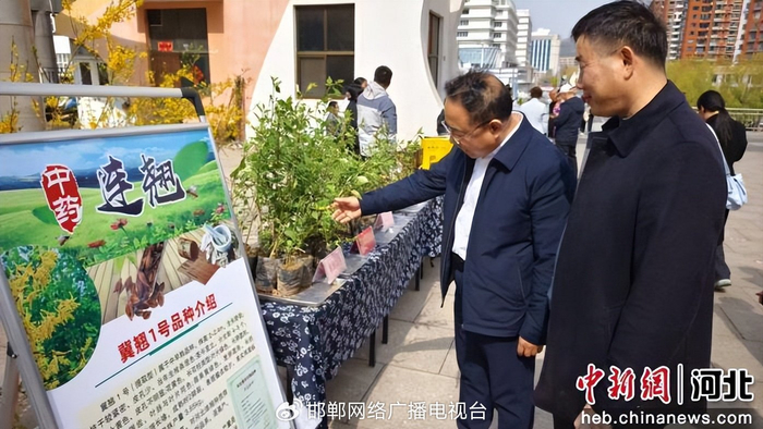 图为企业代表查看当地连翘品种。 康金 摄