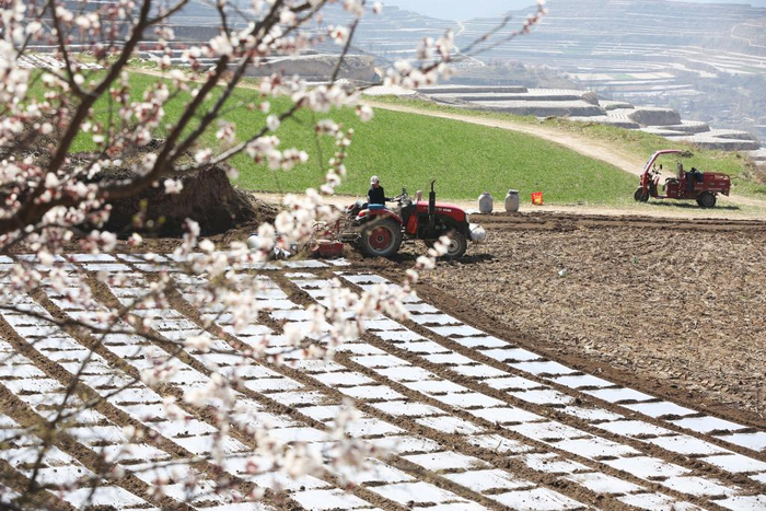 4月1日，农机手驾驶农机在甘肃省天水市武山县马力镇的田间覆地膜春耕。新华社发（王克贤 摄）