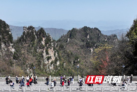 4月4日，游客在湖南张家界国家森林公园天子山景区游玩。吴勇兵摄