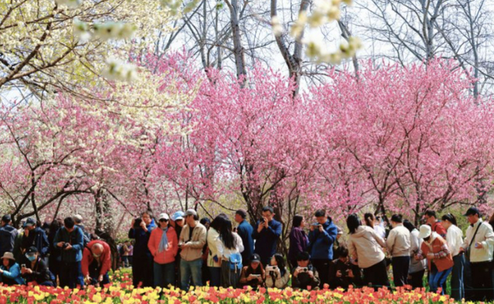 ▲4月4日，游客在国家植物园（北园）赏春游玩。新京报记者 薛珺 摄