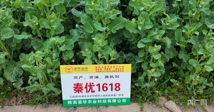 优质杂交油菜品种秦优1618（央广网记者苏睿楠  摄）