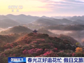 假日“追花地图”热力全开 赏花游带火春日经济