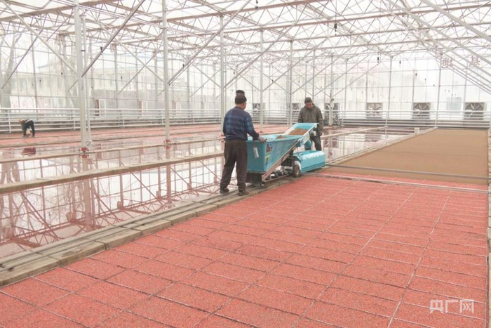 播种（央广网发  张淇闻  摄）