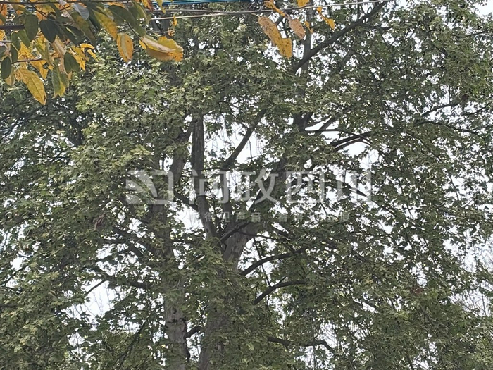 问政网友拍摄