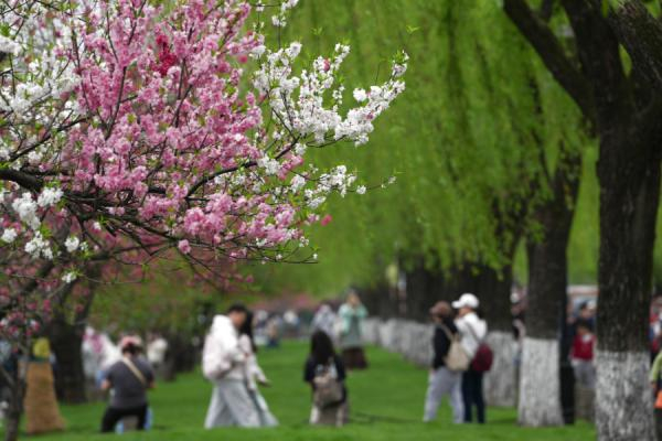 4月2日，游客在杭州西湖景区的白堤上游览。新华社记者 黄宗治 摄