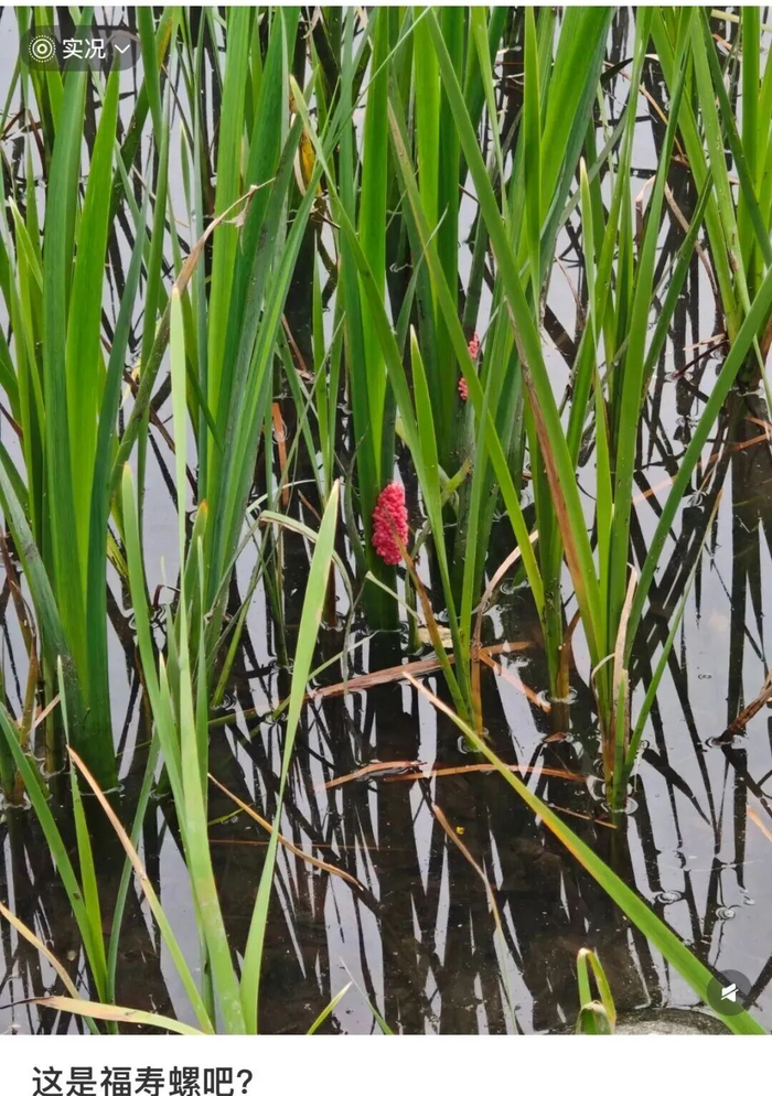▲近日，社交平台上一网友报料，前段时间在家旁的河道里，发现了好多福寿螺的红色卵。