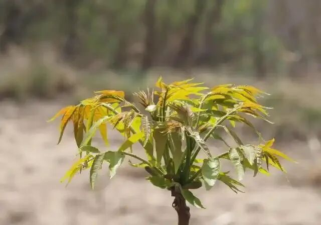 香椿最大的“高仿号”，北京路边多，不能吃，有毒