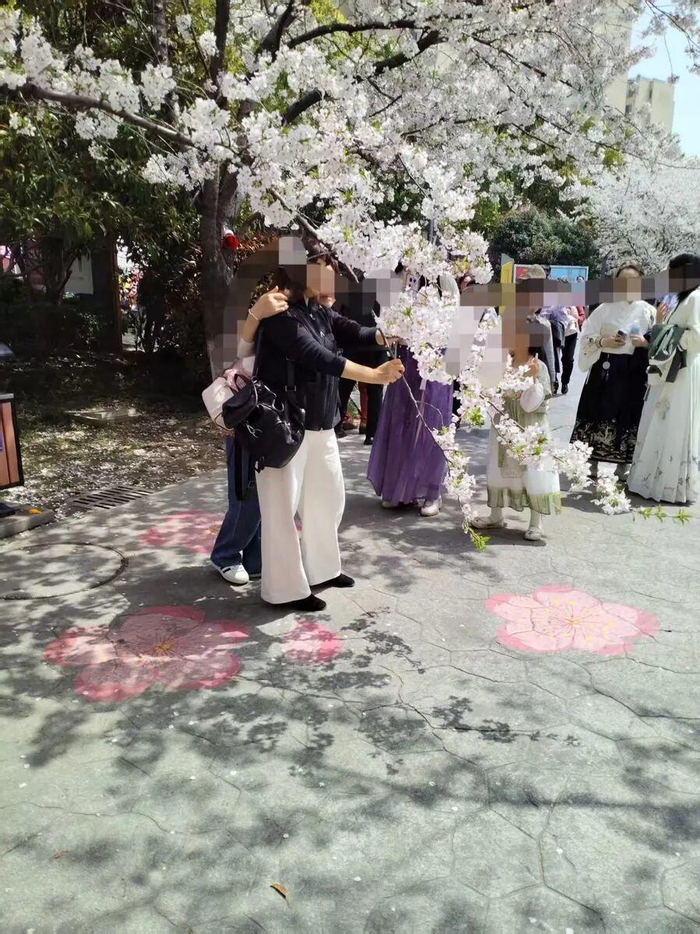 个别游客甚至将樱花枝条强行拽至接近地面 通讯员 孟繁强 摄（下同）