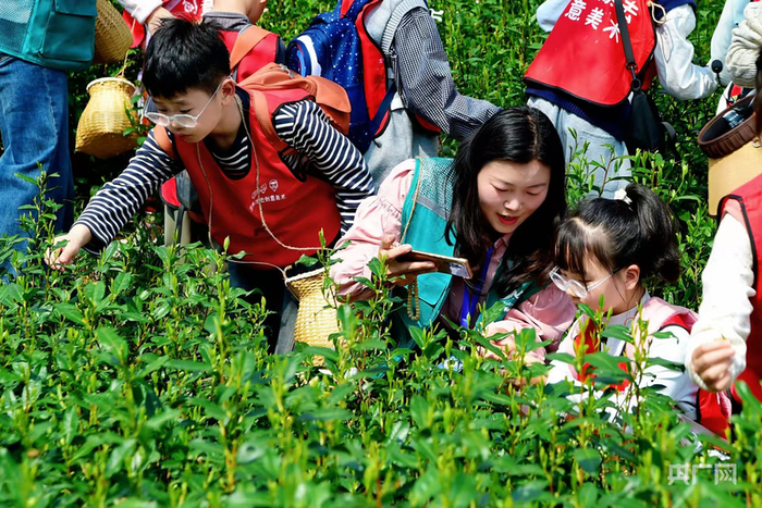 参加采茶体验的研学师生（央广网实习记者  关家燊摄）